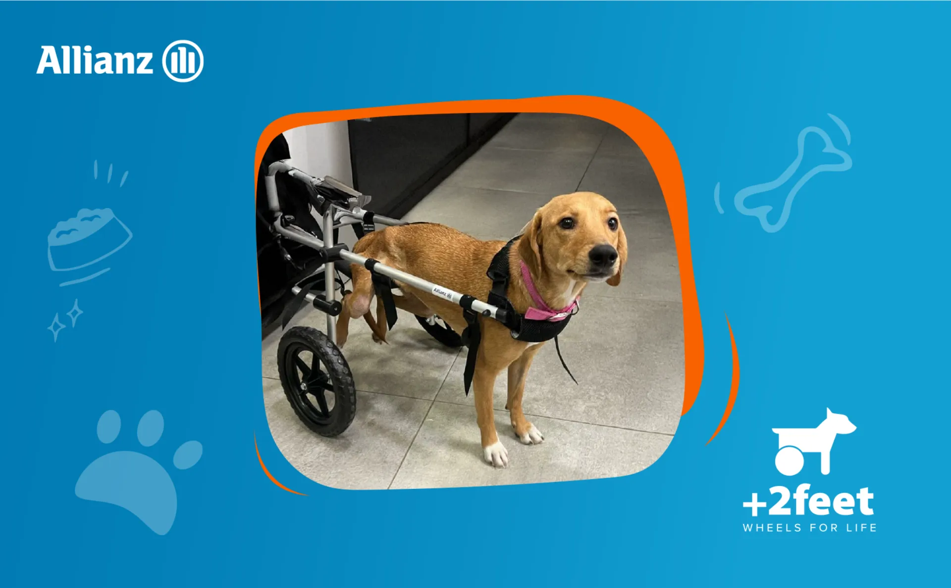 Allianz - Plus2Feet: Ελπίδα και κίνηση σε ζώα με αναπηρία