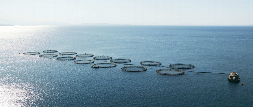 ΝΗΡΕΑΣ: Βελτίωση Υπεύθυνης Υδατοκαλλιέργειας