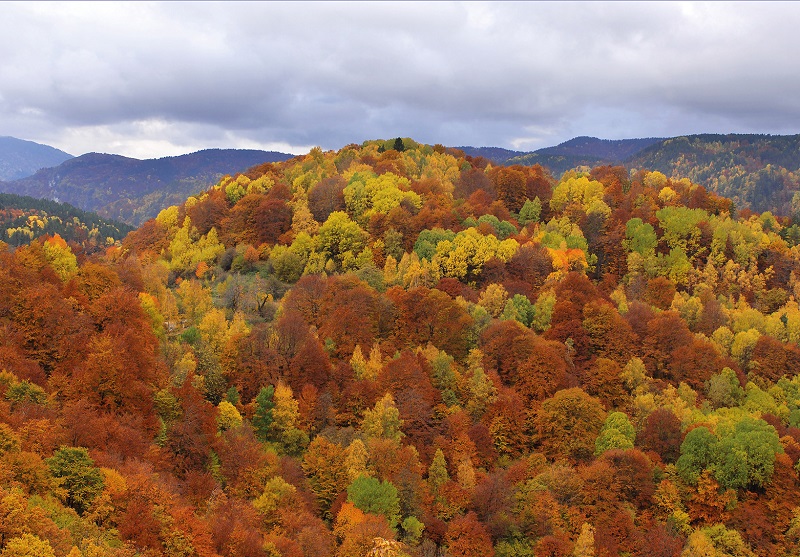 Έκθεση στο αεροδρόμιο για τα δάση της Ελλάδας: “Greek Forests, Green Destinations”