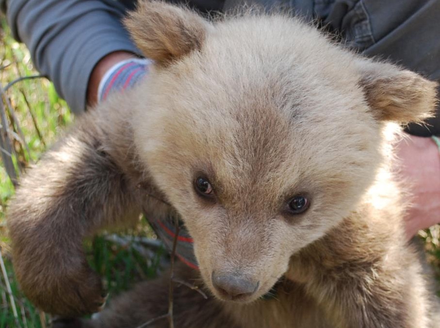 Πολυετής χορηγία της INTERLIFE στην Περιβαλλοντική Οργάνωση ΚΑΛΛΙΣΤΩ