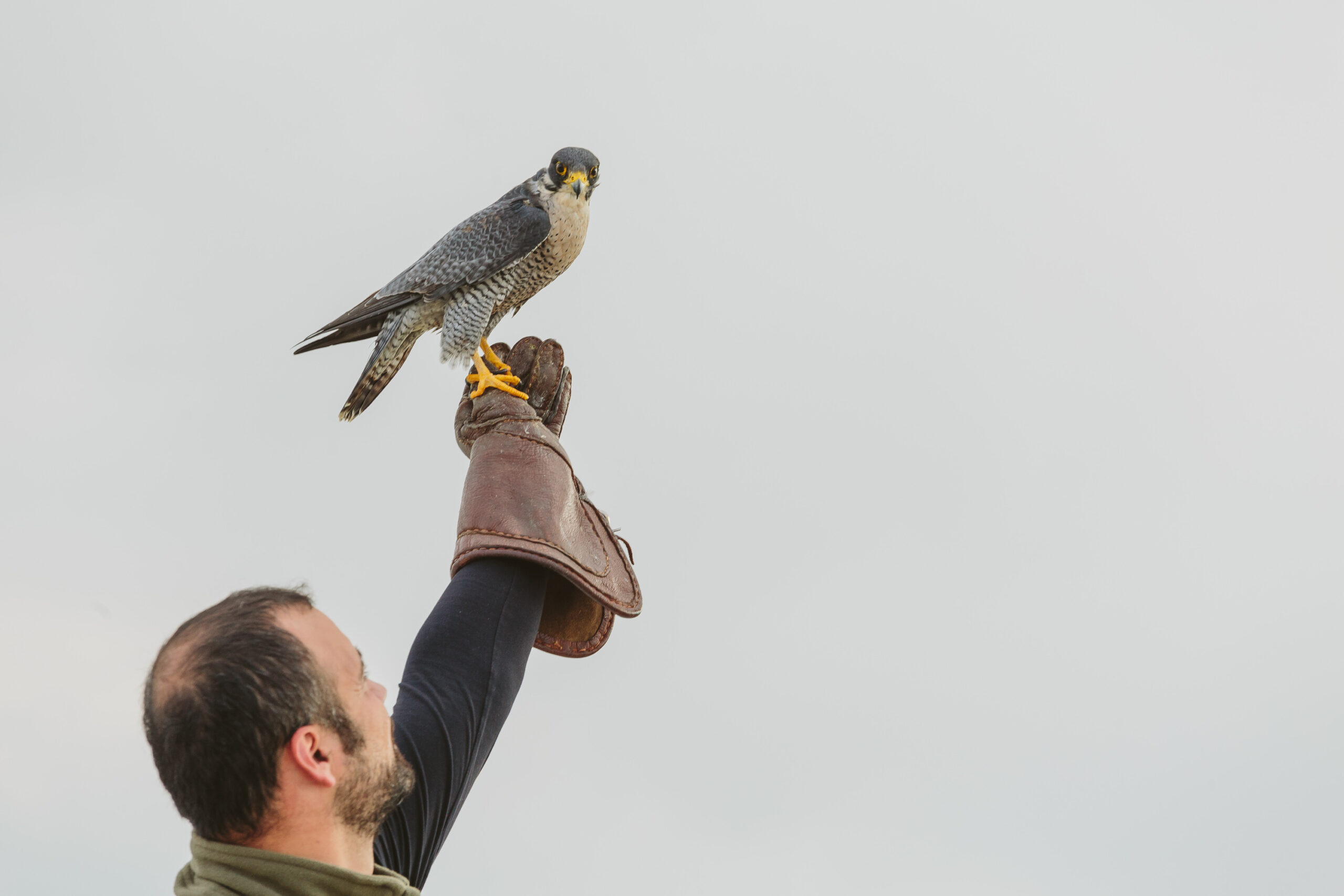 Όμιλος ΟΤΕ: Απελευθερώθηκε ο «Οδυσσέας», το γεράκι