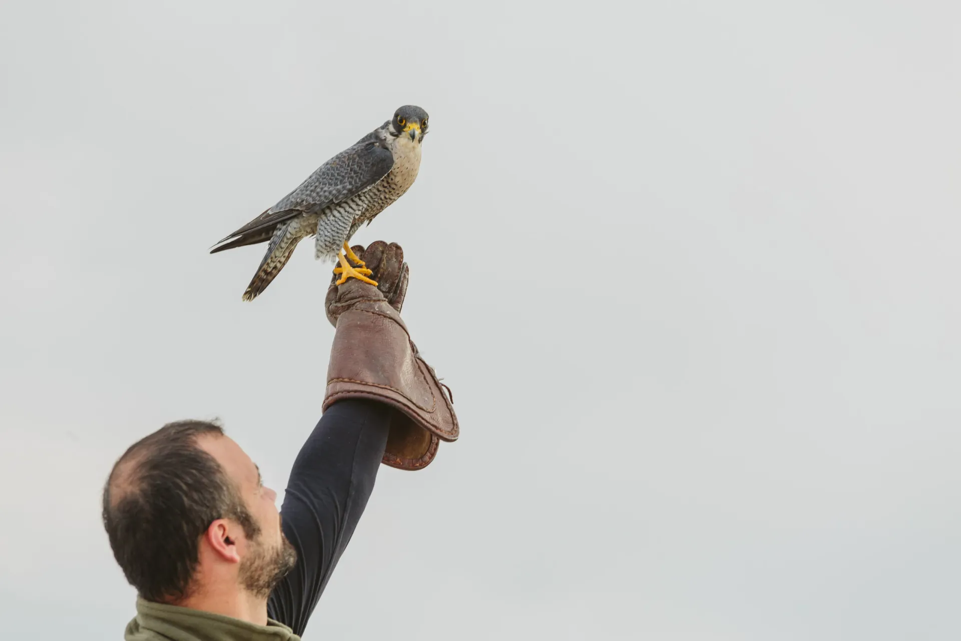 Όμιλος ΟΤΕ: Απελευθερώθηκε ο «Οδυσσέας», το γεράκι