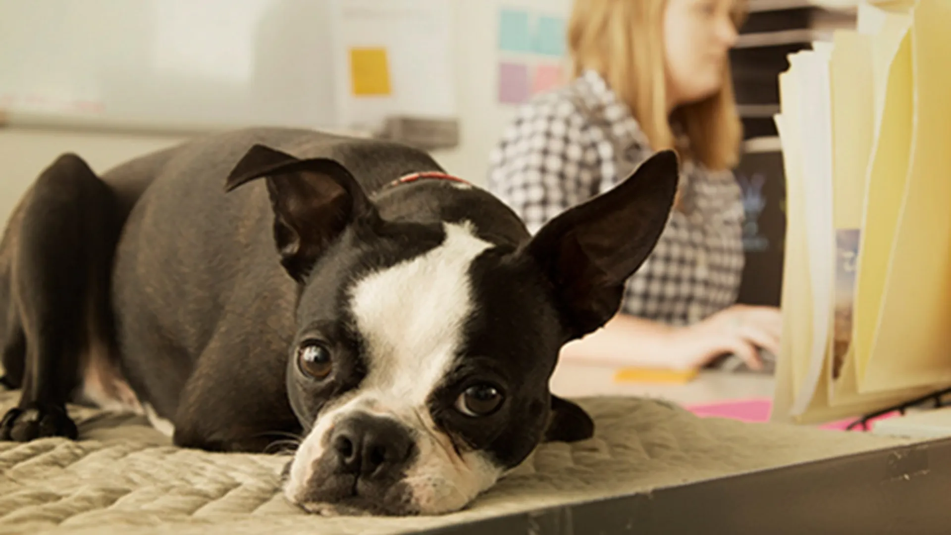 Nestlé Purina: BetterwithPets, βραβείο για την ενίσχυση των κατοικίδιων