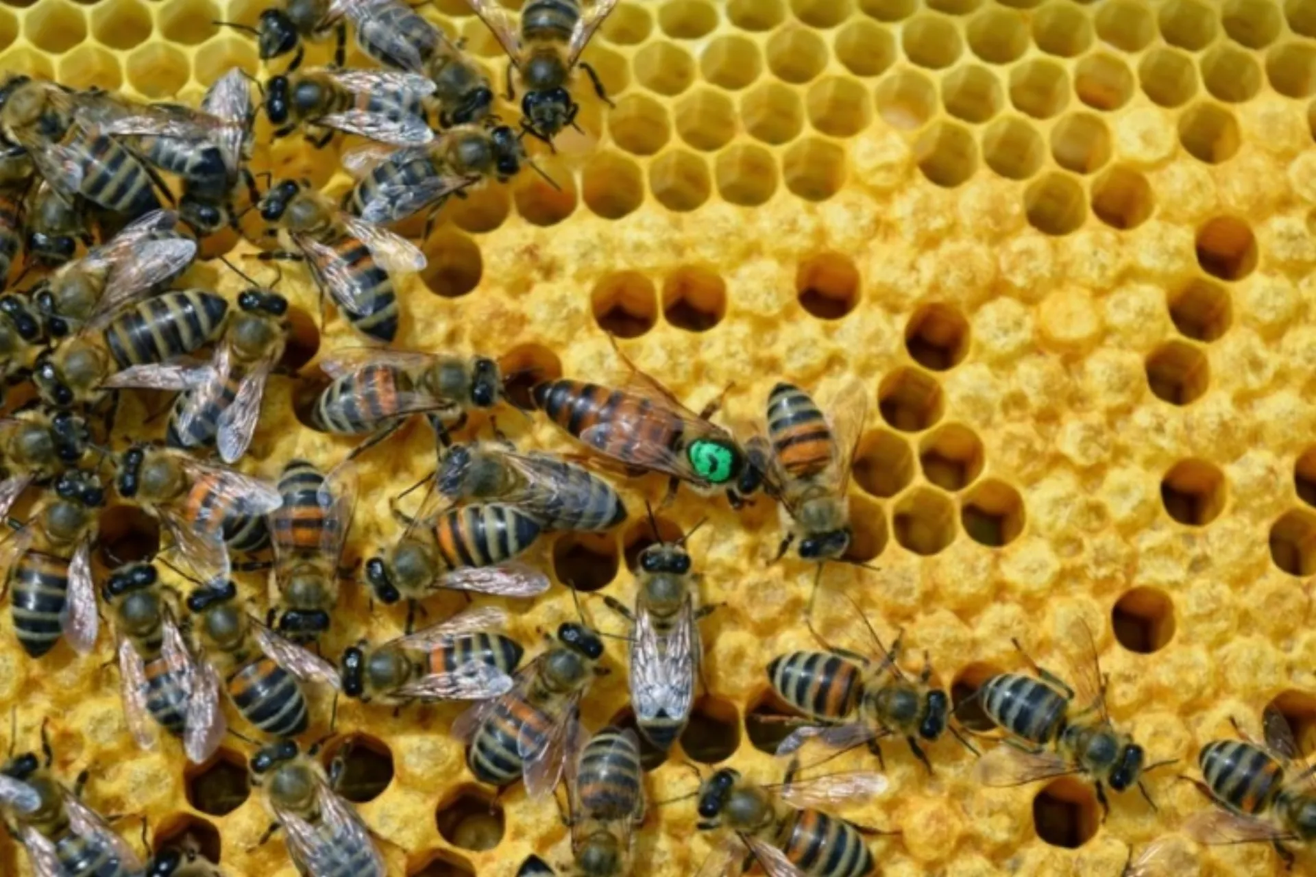 Βασιλοτροφία στη Στερεά Ελλάδα από τη Νέα Γεωργία Νέα Γενιά