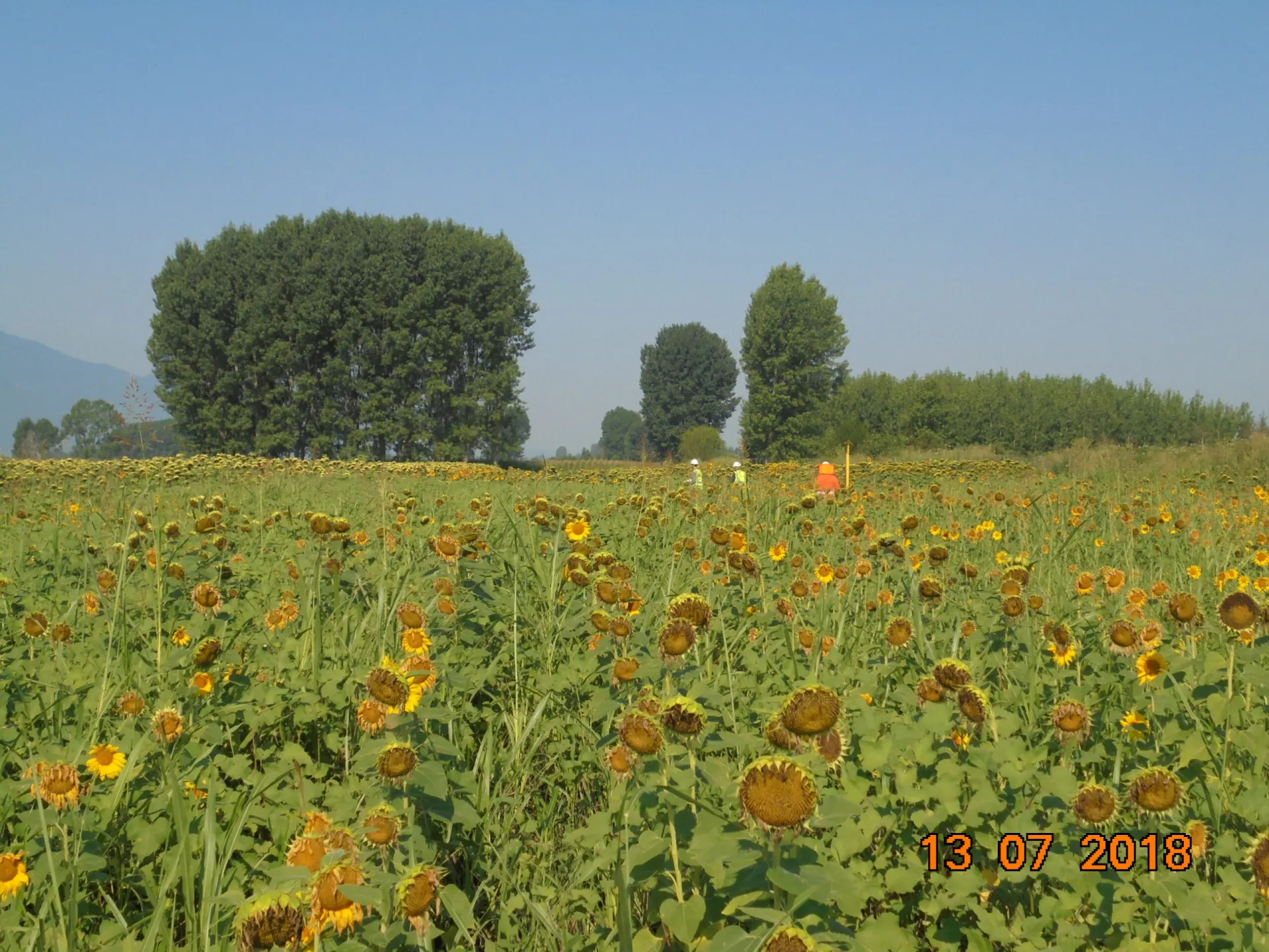 ΤΑP: Στο 98% η αποκατάσταση γης σε Α.Μακεδονία-Θράκη