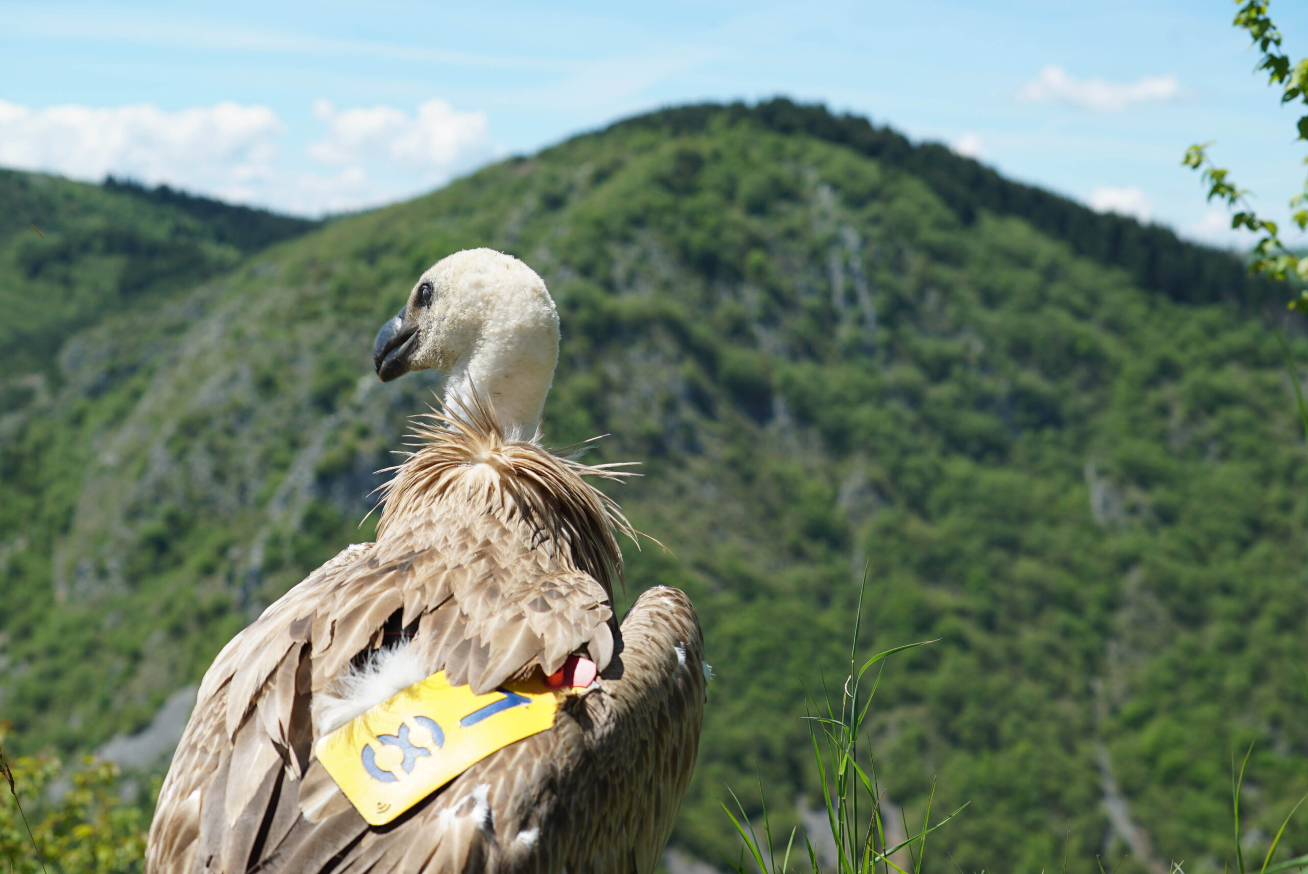 Turkish Cargo: Γύπας απειλούμενου είδους επιστρέφει σπίτι του