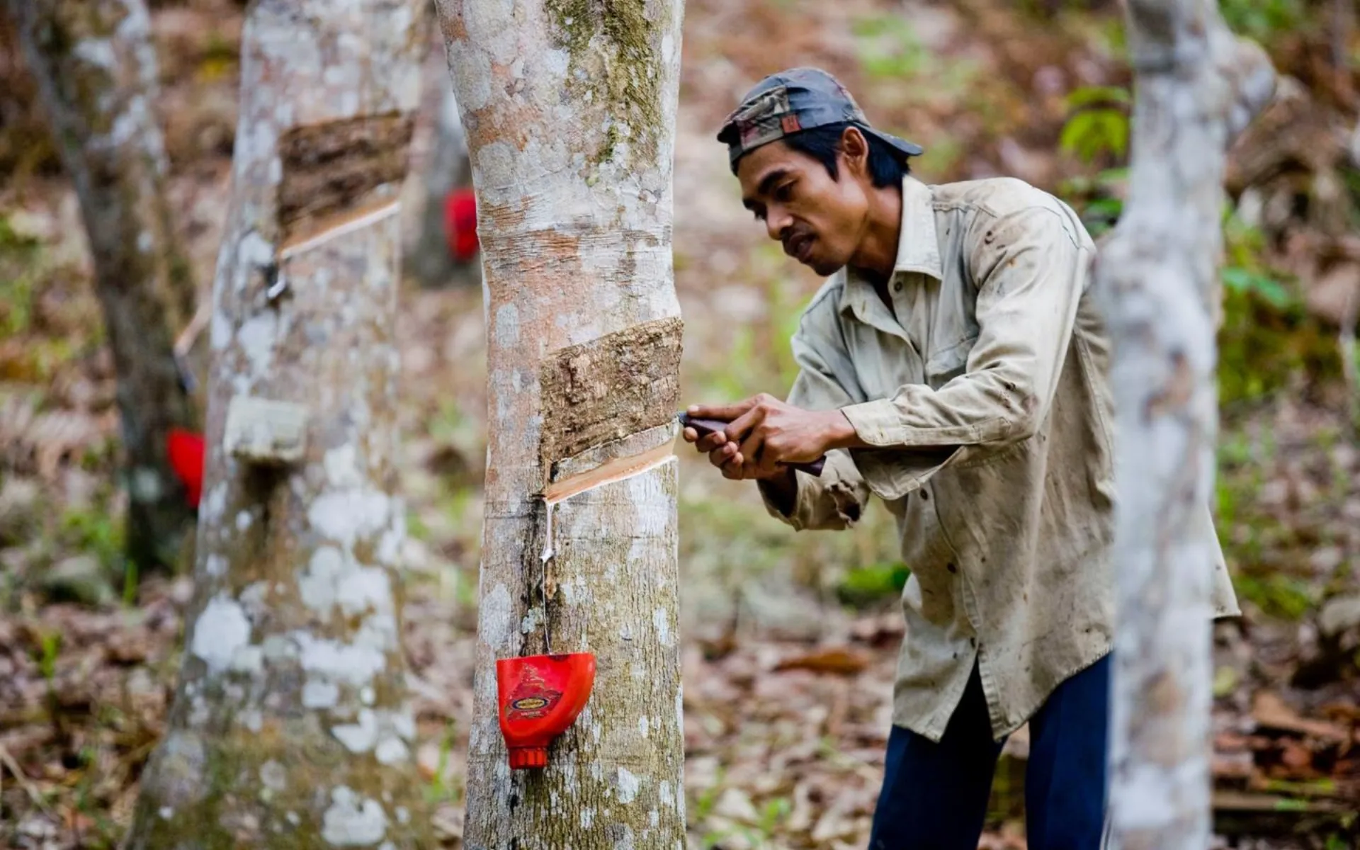 Συνεργασία WWF France και Ομίλου Michelin
