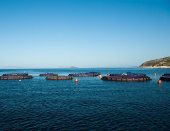 Aνδρομέδα: Νέο πρότυπο Πιστοποίησης «Fish from Greece»