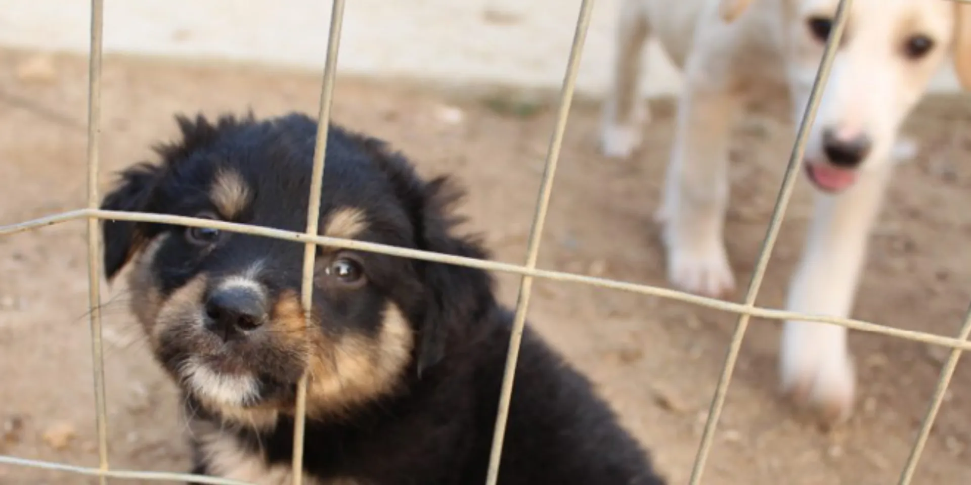 Save a Greek Stray: Δράσεις για την  Παγκόσμια Ημέρα Ζώων