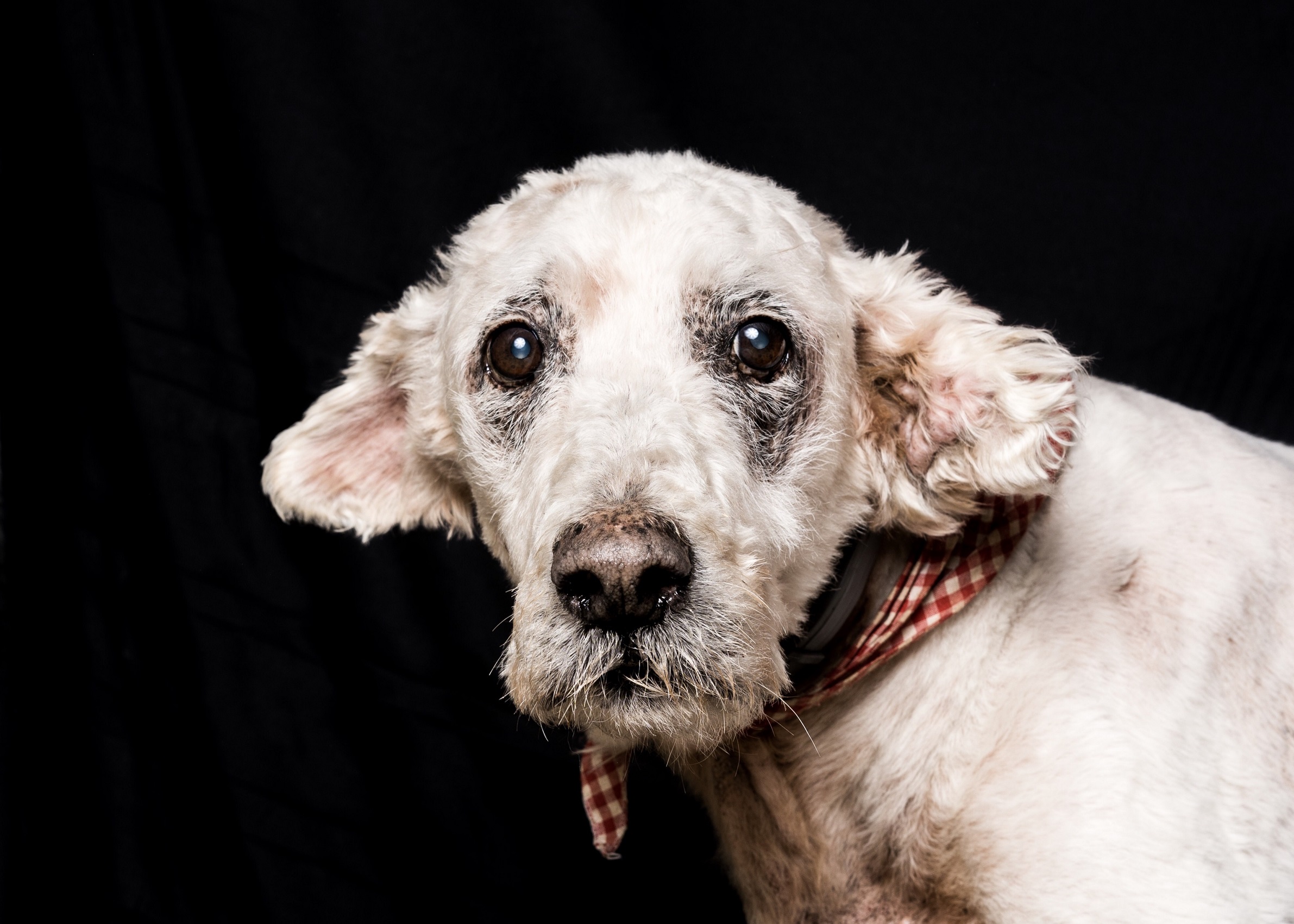 Έκθεση φωτογραφίας για τα αδέσποτα της Ελλάδας