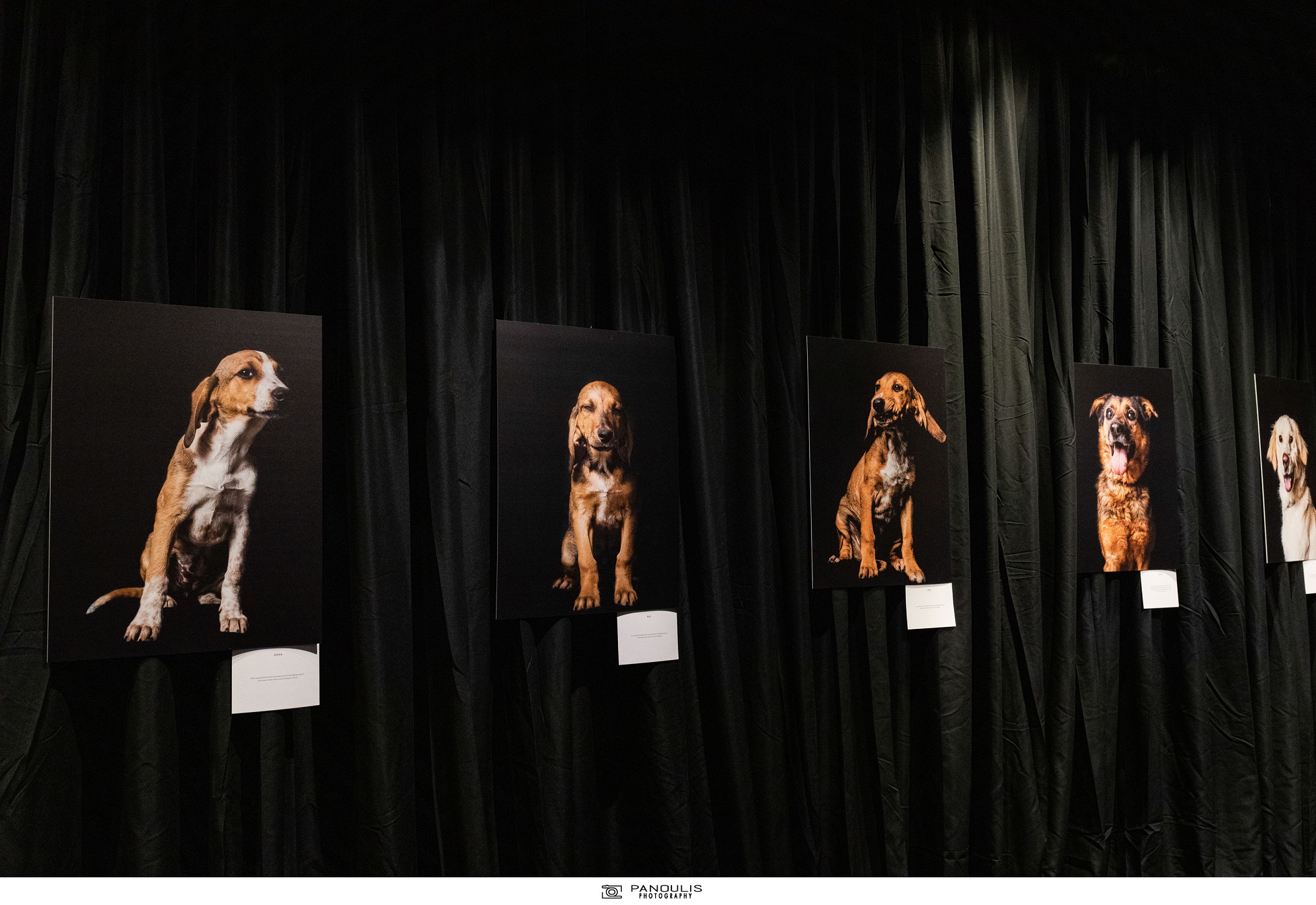 “Eyes behind bars’’: Έκθεση αφιερωμένη στα αδέσποτα