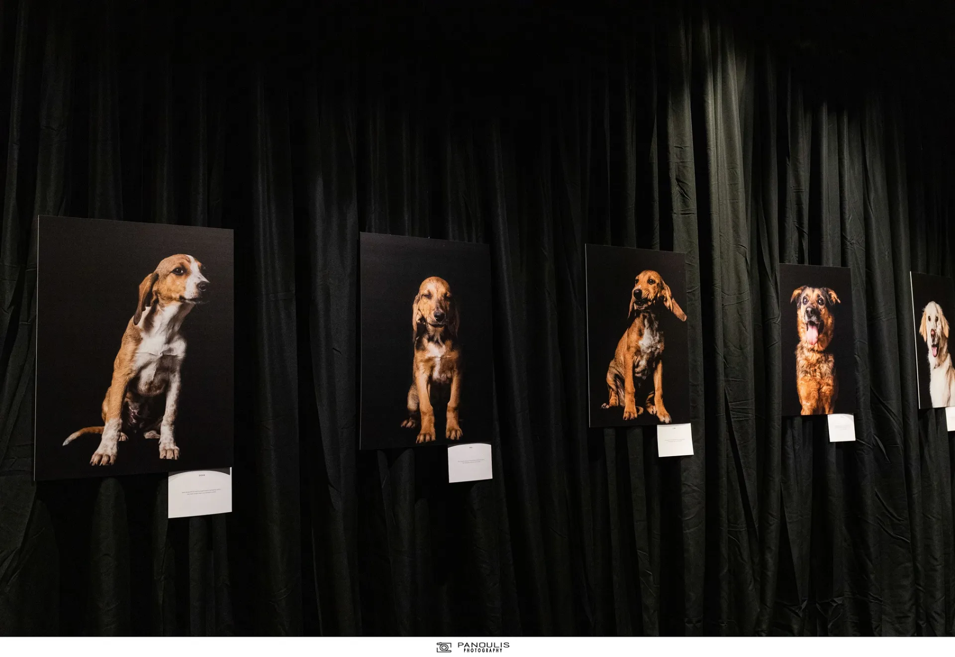 “Eyes behind bars’’: Έκθεση αφιερωμένη στα αδέσποτα