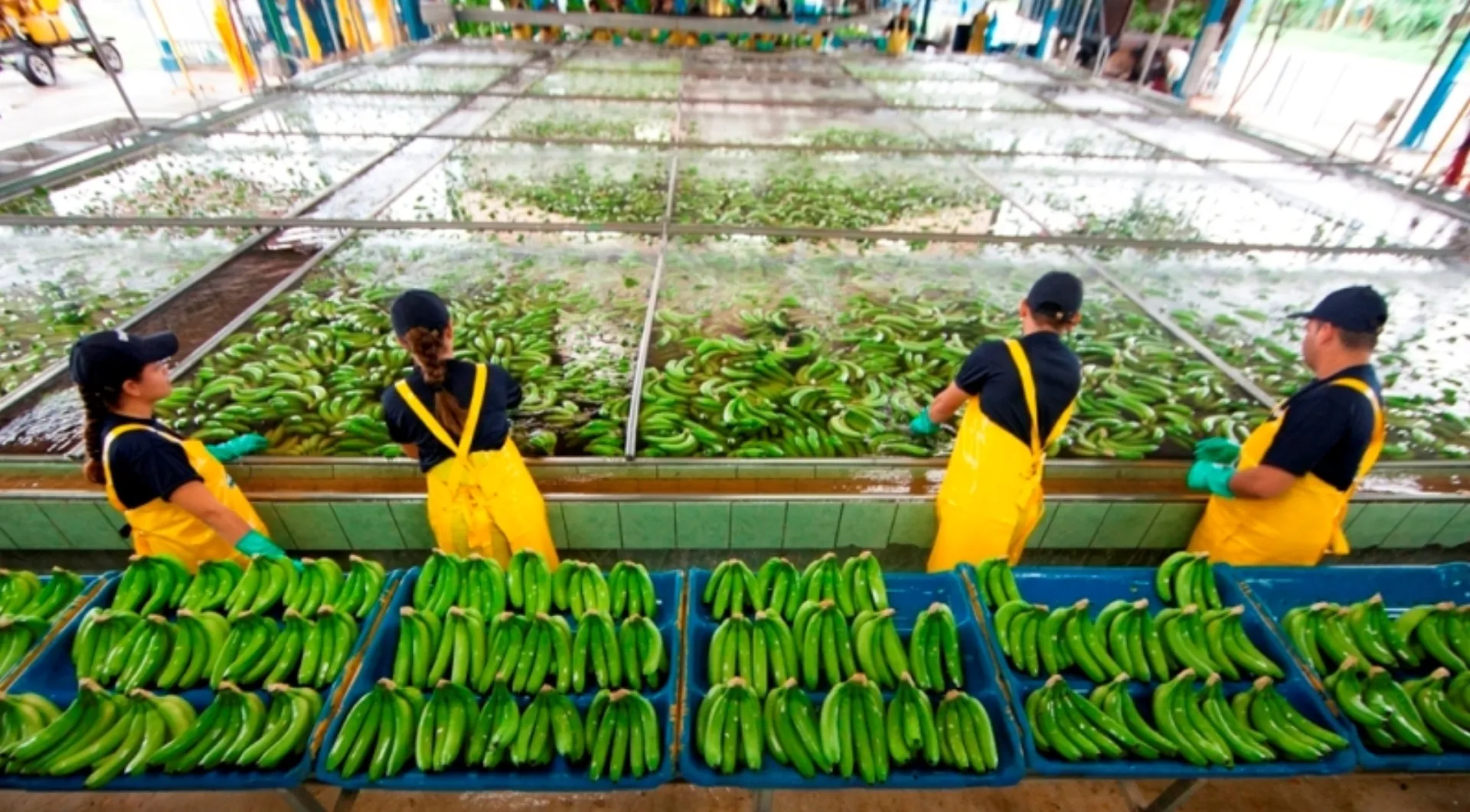 Chiquita: Ενισχύει τη δέσμευσή της για βιώσιμες γεωργικές πρακτικές