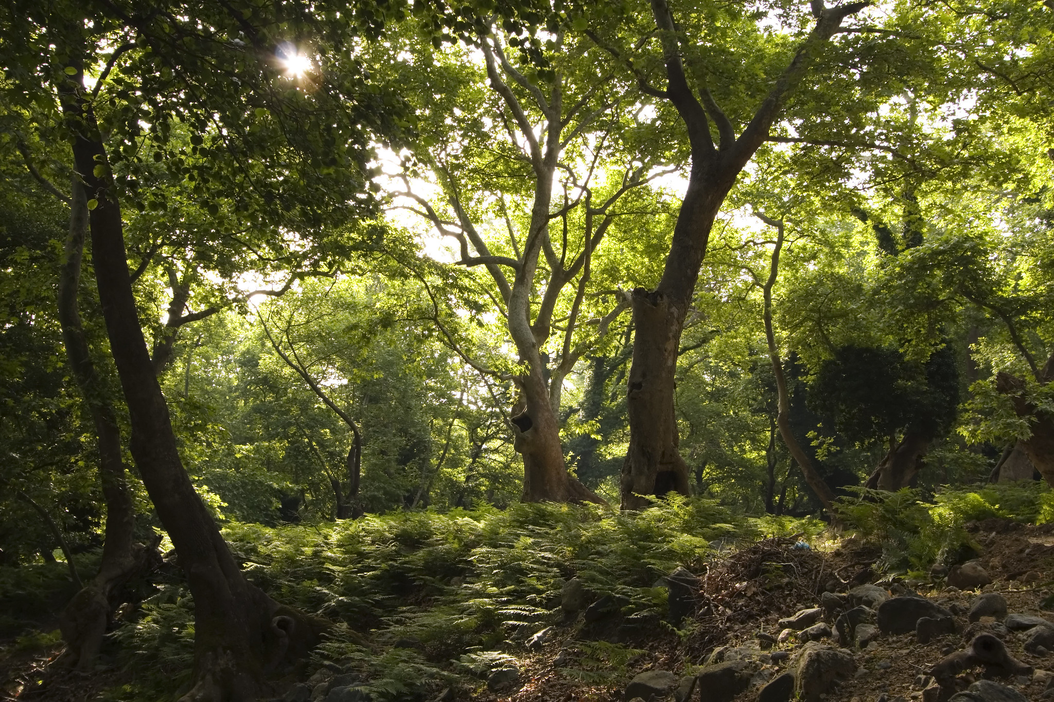 WWF: Τι ακούσαμε (και τι δεν ακούσαμε) από τον πρωθυπουργό στην COP26