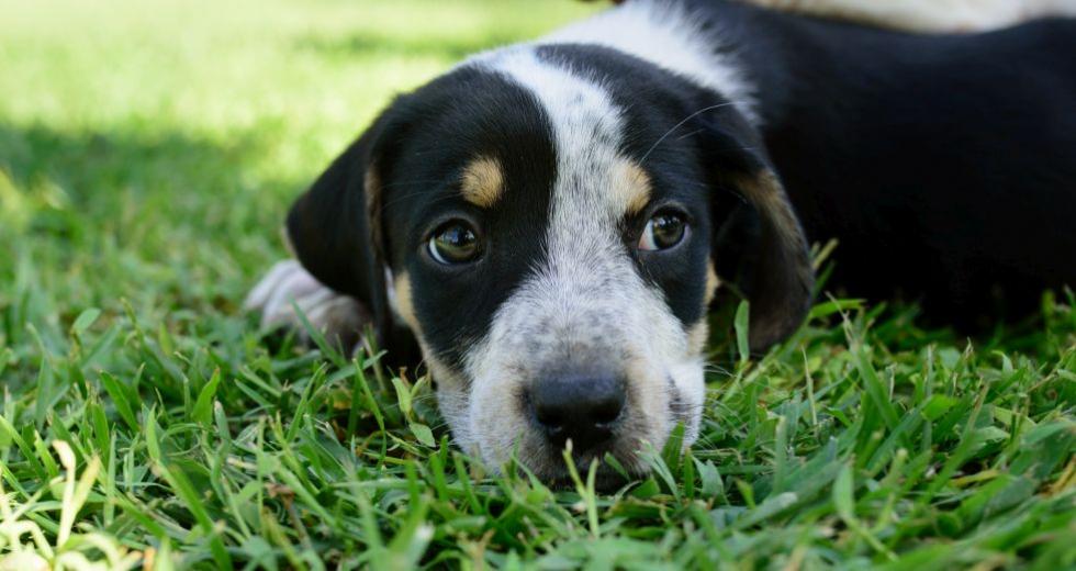 Μεσσηνία Χωρίς Αδέσποτα: Συστράτευση φορέων και κοινωνίας