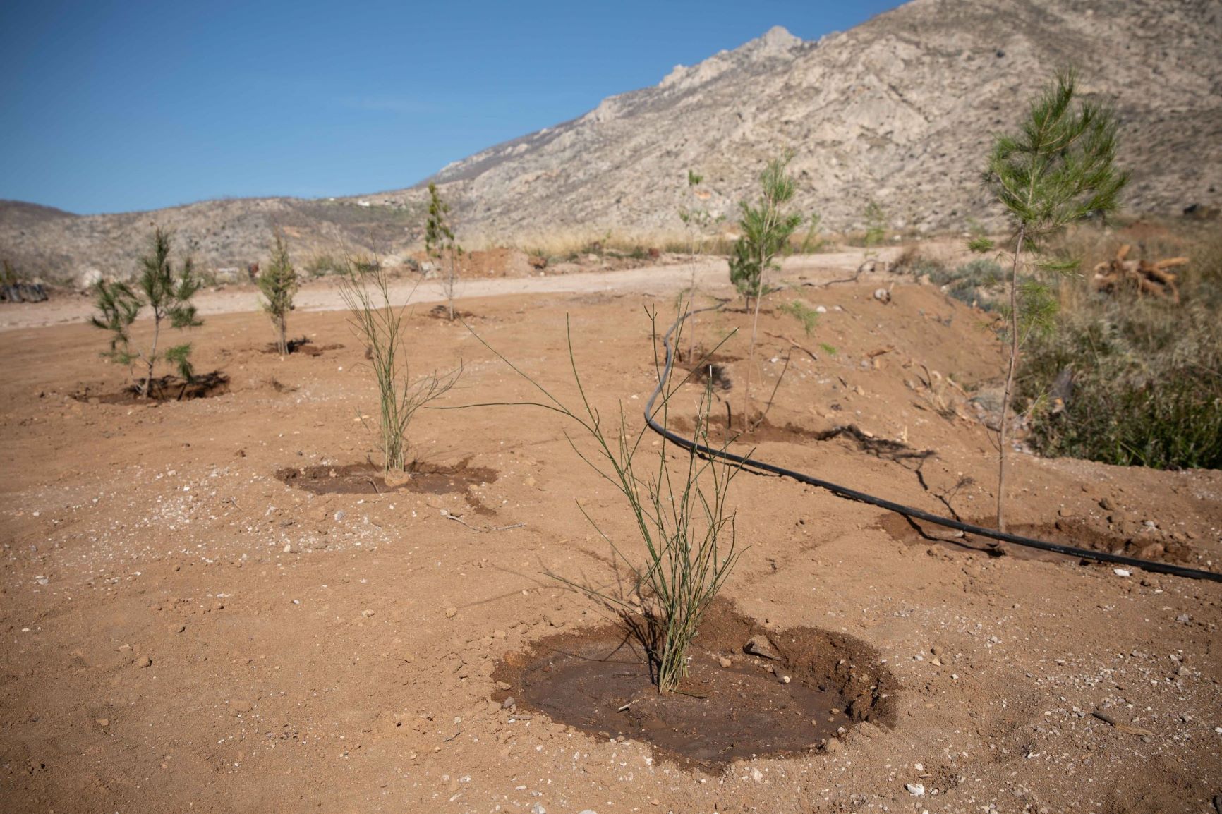 Μotor Oil: Αναδάσωση στην περιοχή της Κινέτας