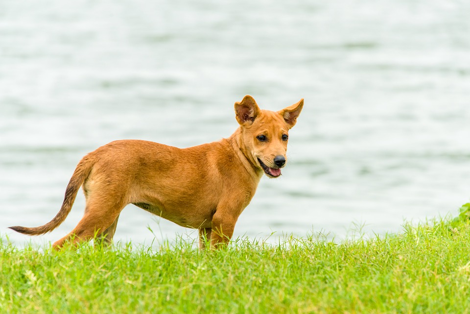 ΜΕΛΙSSES for the dogs: Live stream συναυλία για κάθε αδέσποτο