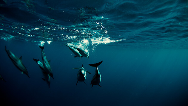 Shiseido: Στηρίζει την εκστρατεία «We Are One Ocean»