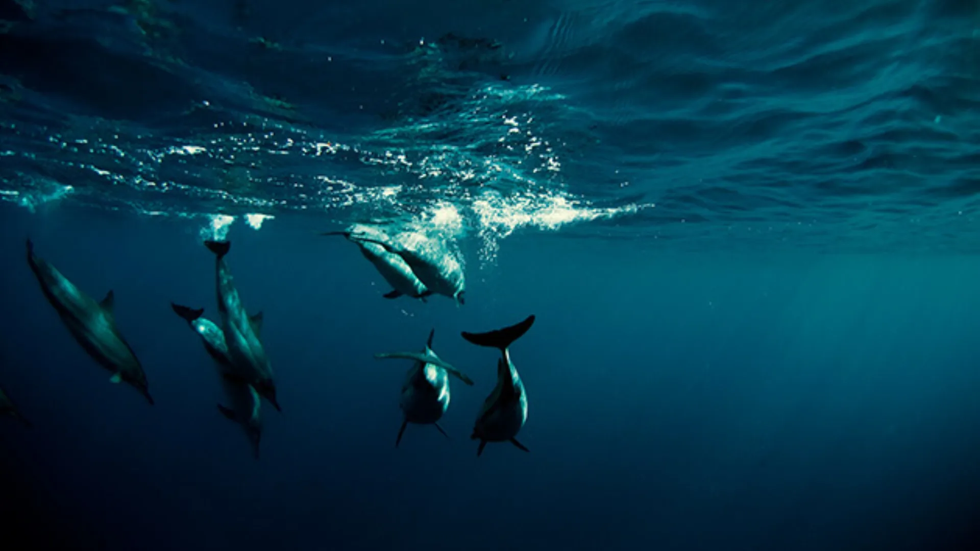 Shiseido: Στηρίζει την εκστρατεία «We Are One Ocean»