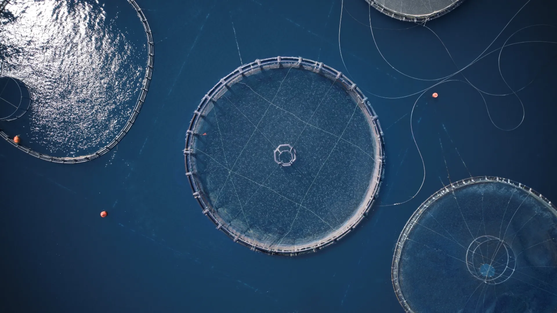 EΛΟΠΥ: Προδιαγραφές ασφάλειας για την κατανάλωση νωπών ιχθύων