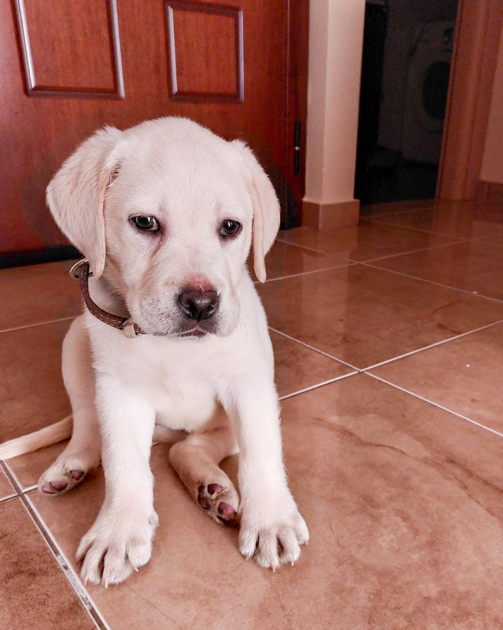 Liberty Guide Dogs: Η April αναλαμβάνει ένα μοναδικό και σπάνιο καθήκον