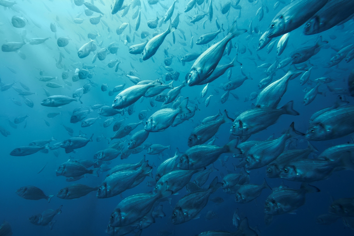 ΕΛΟΠΥ: Στρατηγική συνεργασία με Ελληνικό Κέντρο Θαλάσσιων Ερευνών