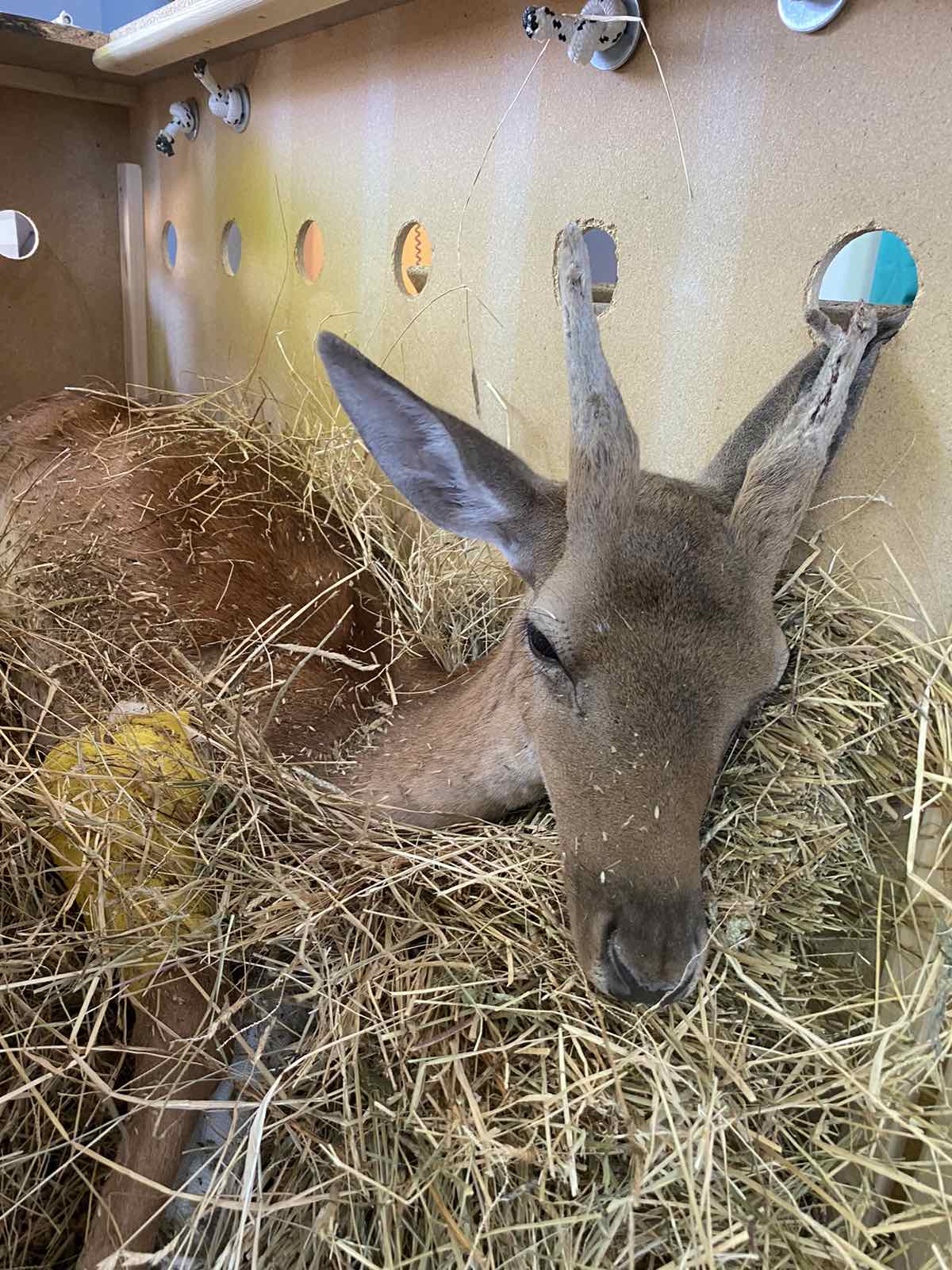 O Όμιλος Επιχειρήσεων Σαρακάκη Χορηγός της ΑΝΙΜΑ