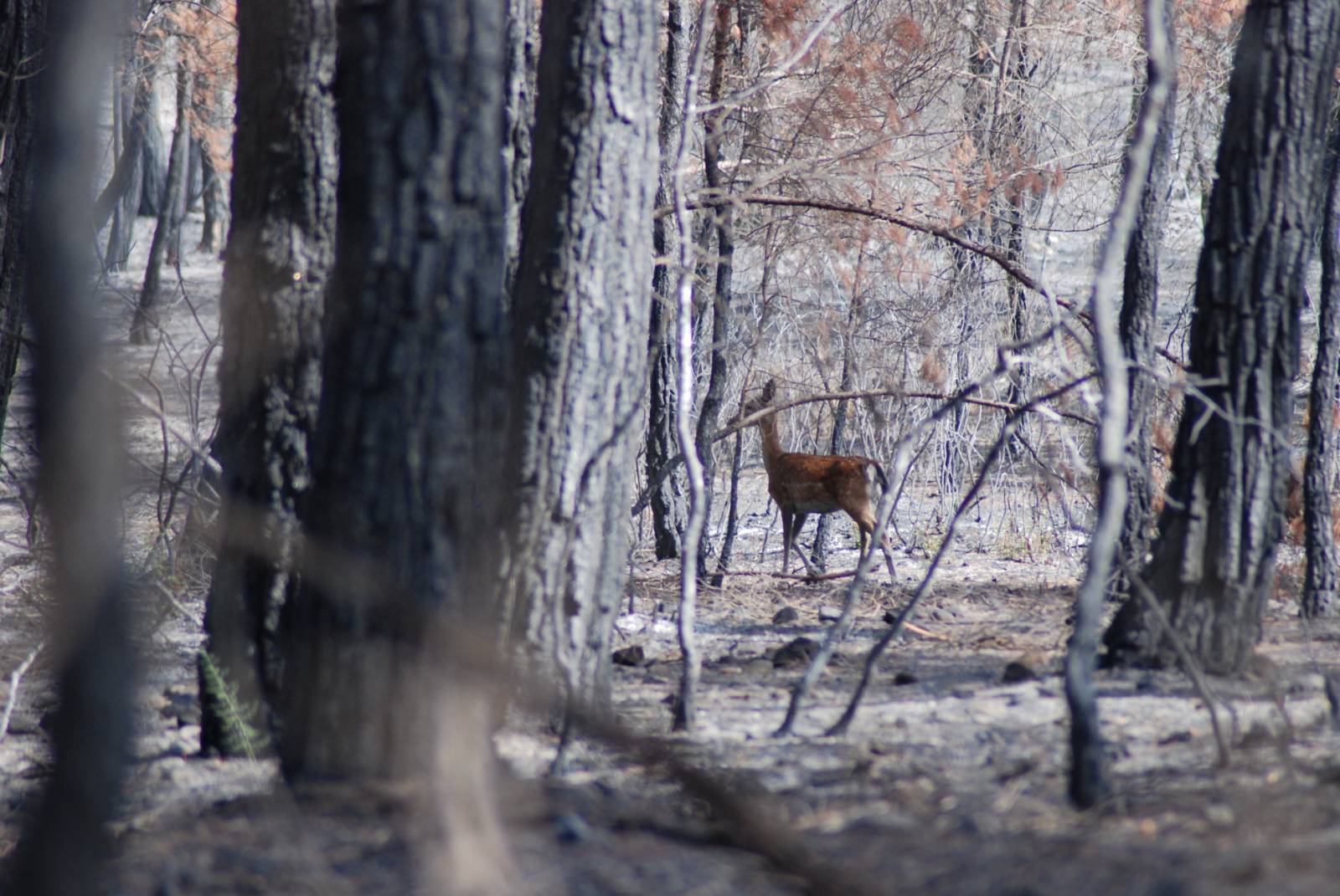 Όμιλος Επιχειρήσεων Σαρακάκη: Στήριξη των άγριων ζώων