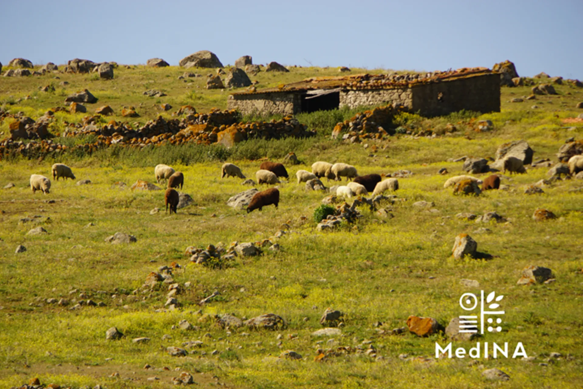 20 χρόνια MedINA με προσφορά στη φύση και τον πολιτισμό