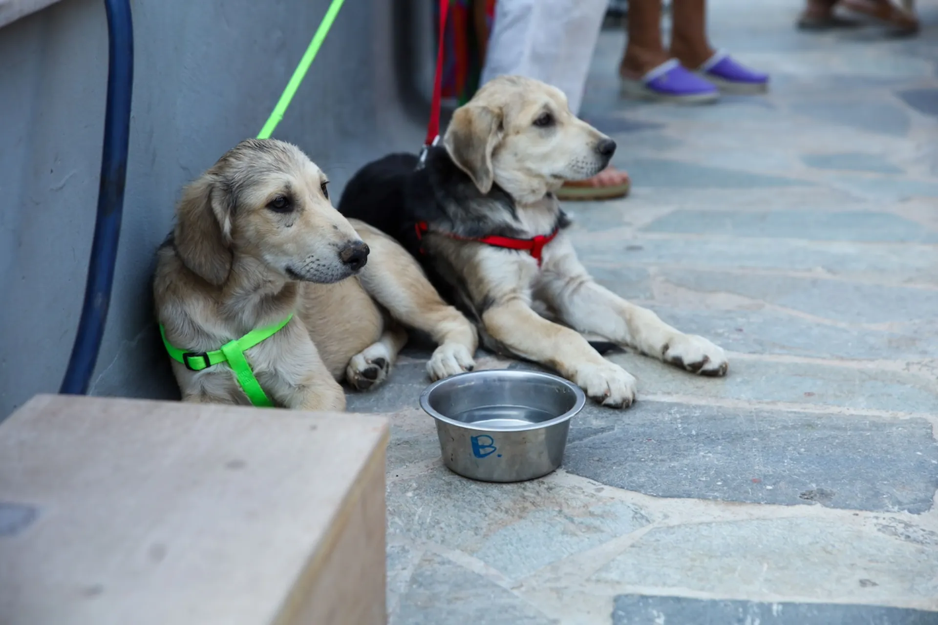 EEΣ: Συναυλία για τη στήριξη των αδέσποτων στο Αττικό Άλσος