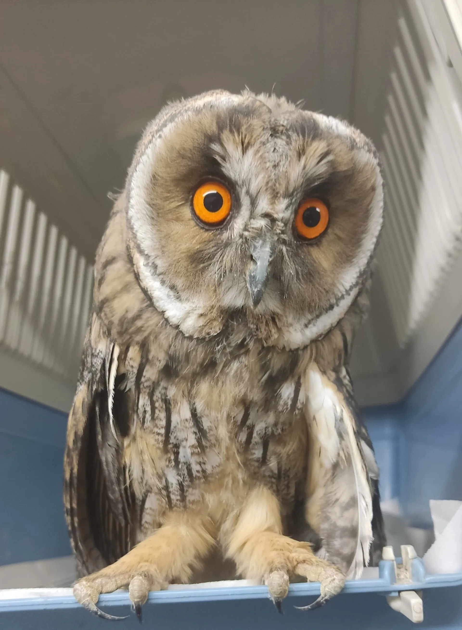 Όμιλος Σαρακάκη: Στηρίζει και φέτος το έργο της ΑΝΙΜΑ