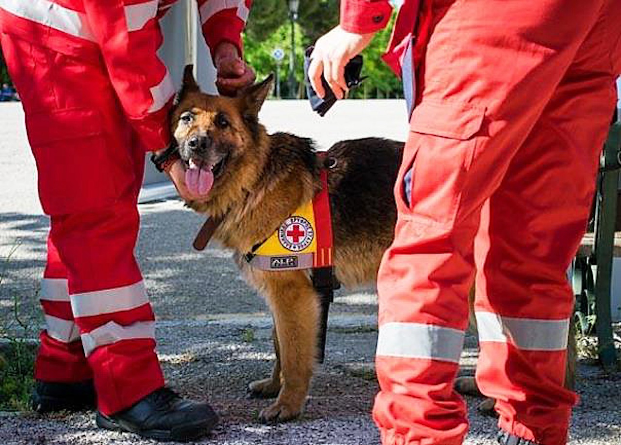 H Κυνοφιλική Ομάδα Διάσωσης (Κ9) για την Παγκόσμια Ημέρα Ζώων