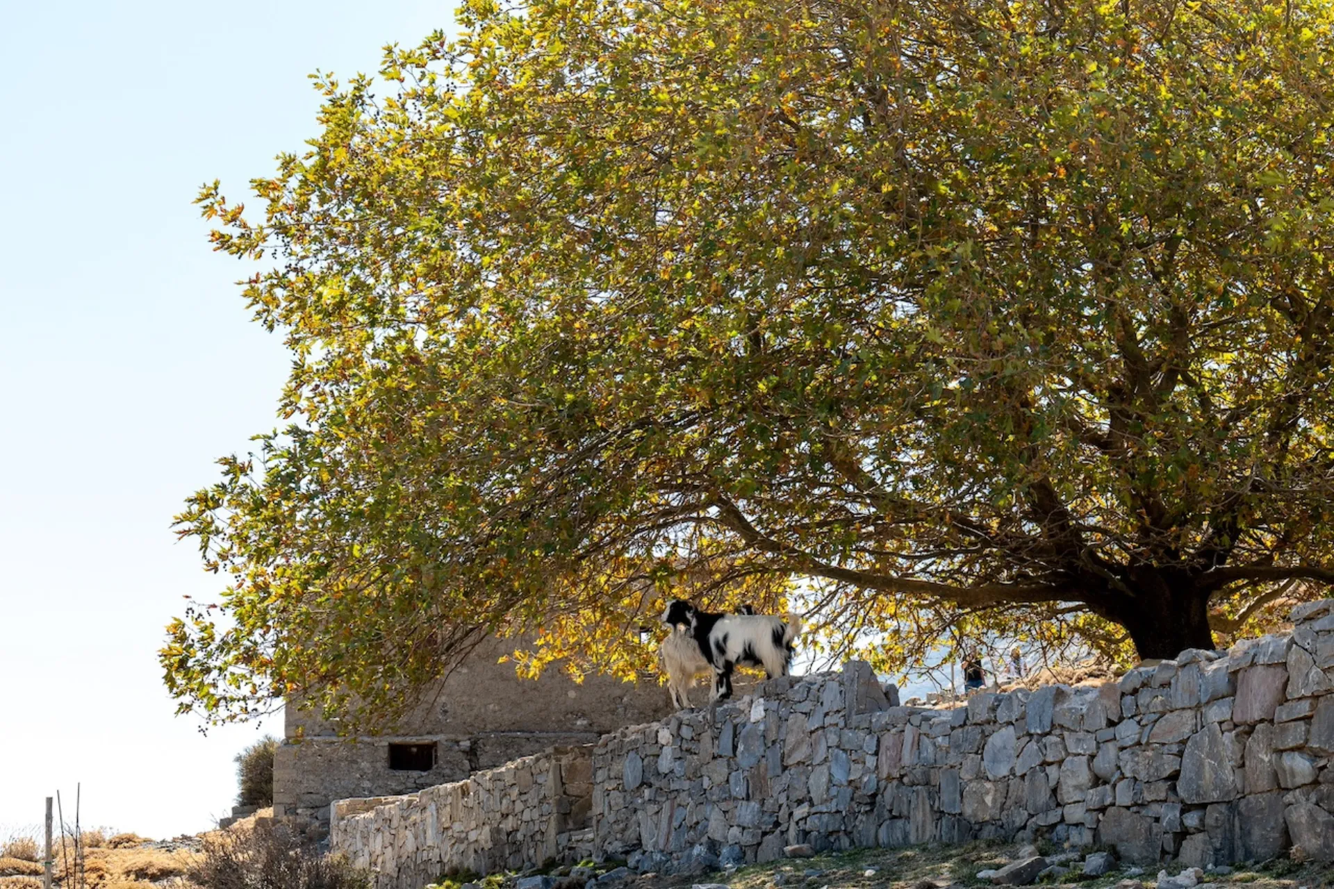 ΑΒ Βασιλόπουλος: Ενισχύει τους τοπικούς παραγωγούς της Κρήτης