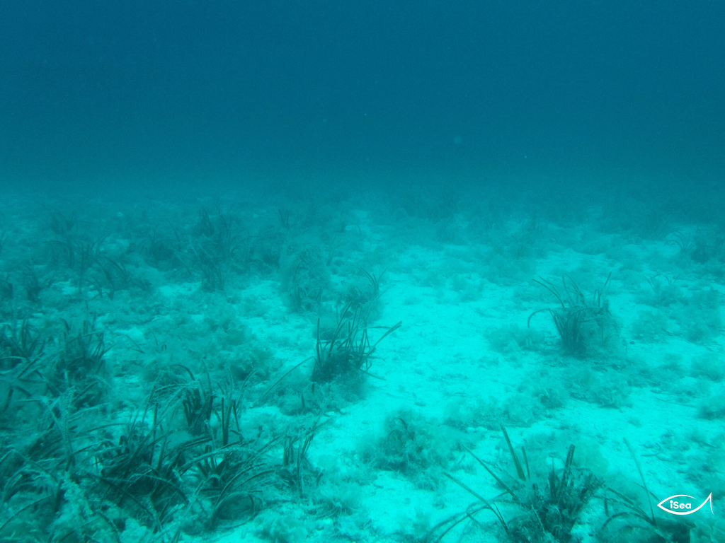 Σοβαρή καταστροφή των λιβαδιών Ποσειδωνίας σε Πόρο και Μέθανα
