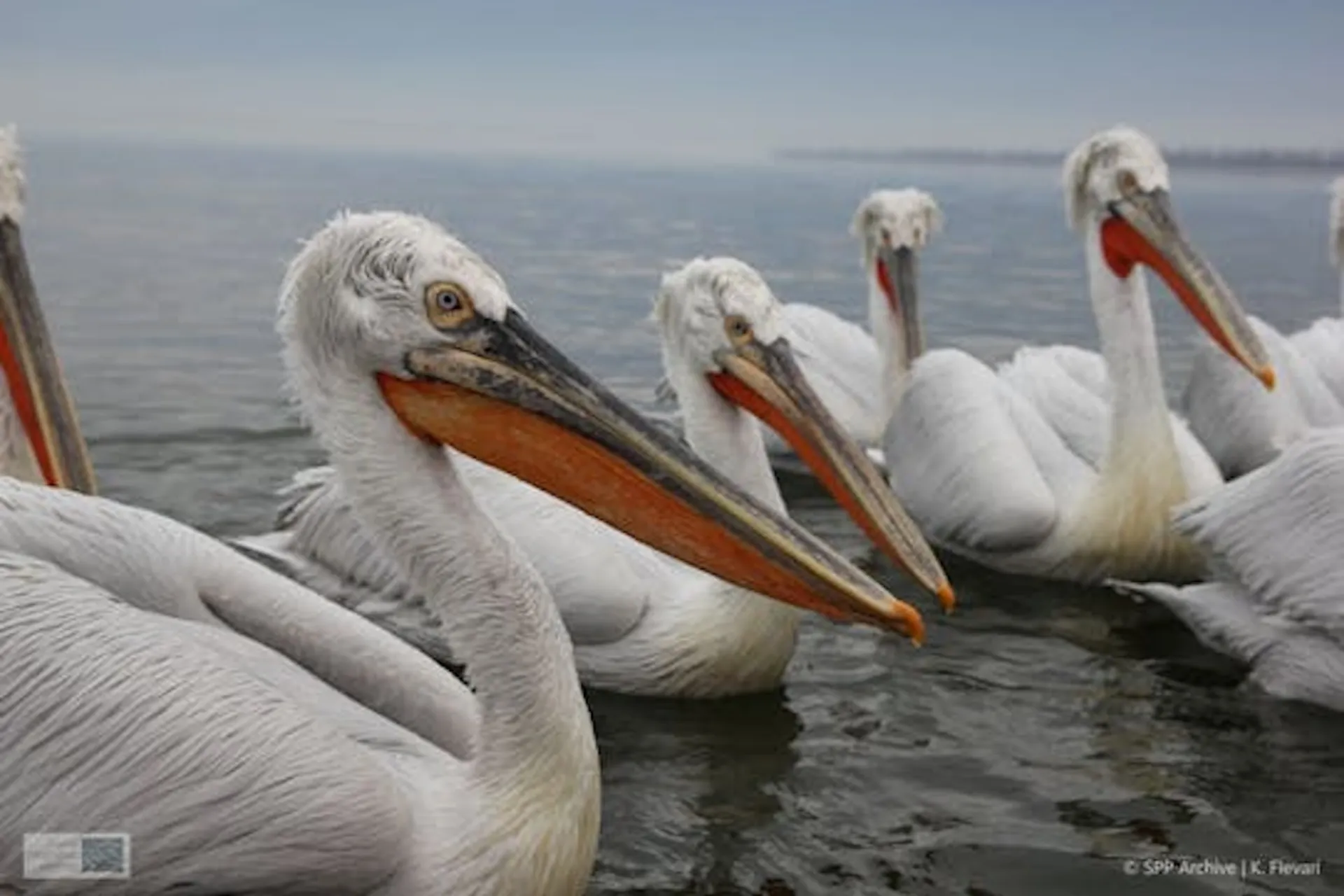Συντονισμένη δράση για τον Αργυροπελεκάνο