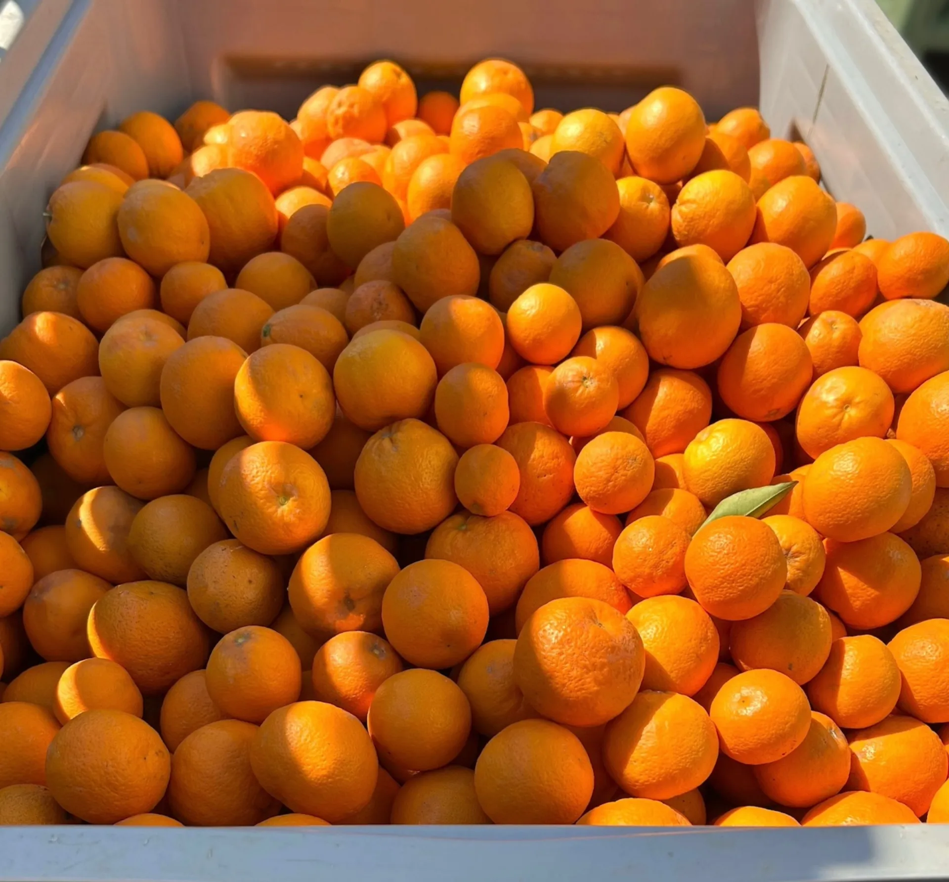 Κάμπος Χίου: Στηρίζει τους εσπεριδοκαλλιεργητές του νησιού