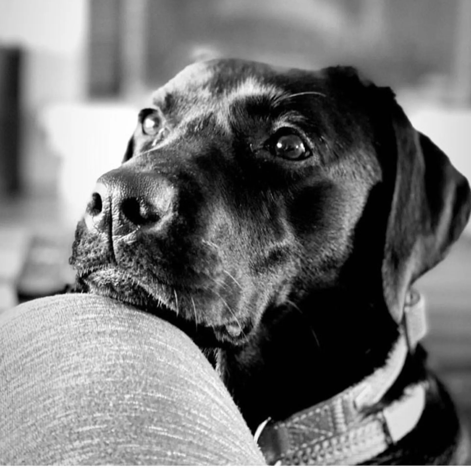 “Βλέπουμε μαζί, τρέχουμε μαζί”, το μήνυμα της Liberty Guide Dogs