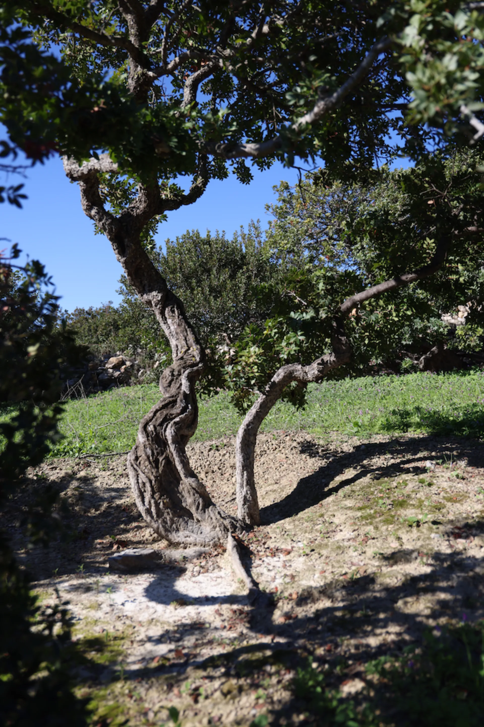 ΝΓΝΓ: Επέκταση του Προγράμματος για τα Μαστιχόδεντρα έως τον Μάρτιο του 2026