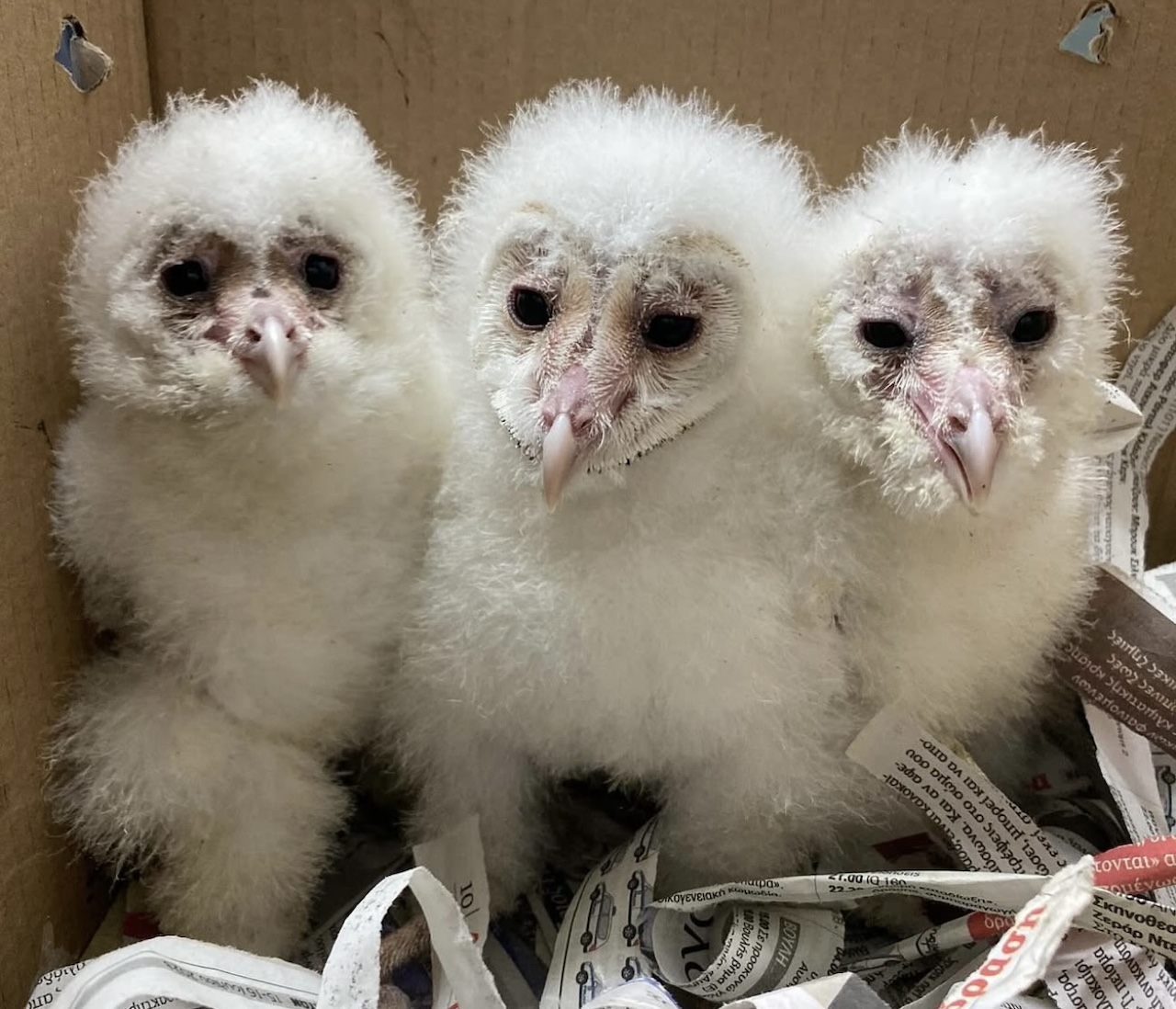 Όμιλος Σαρακάκη: Σταθερός υποστηρικτής του έργου της ΑΝΙΜΑ