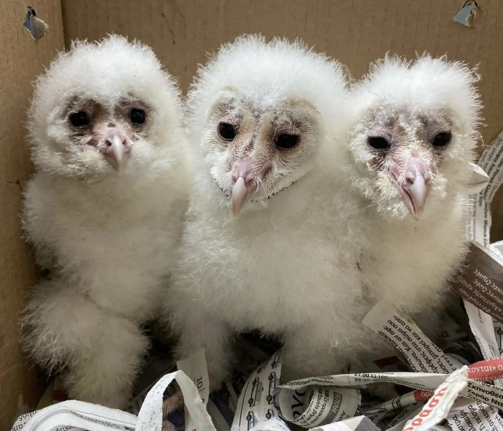 Όμιλος Σαρακάκη: Σταθερός υποστηρικτής του έργου της ΑΝΙΜΑ