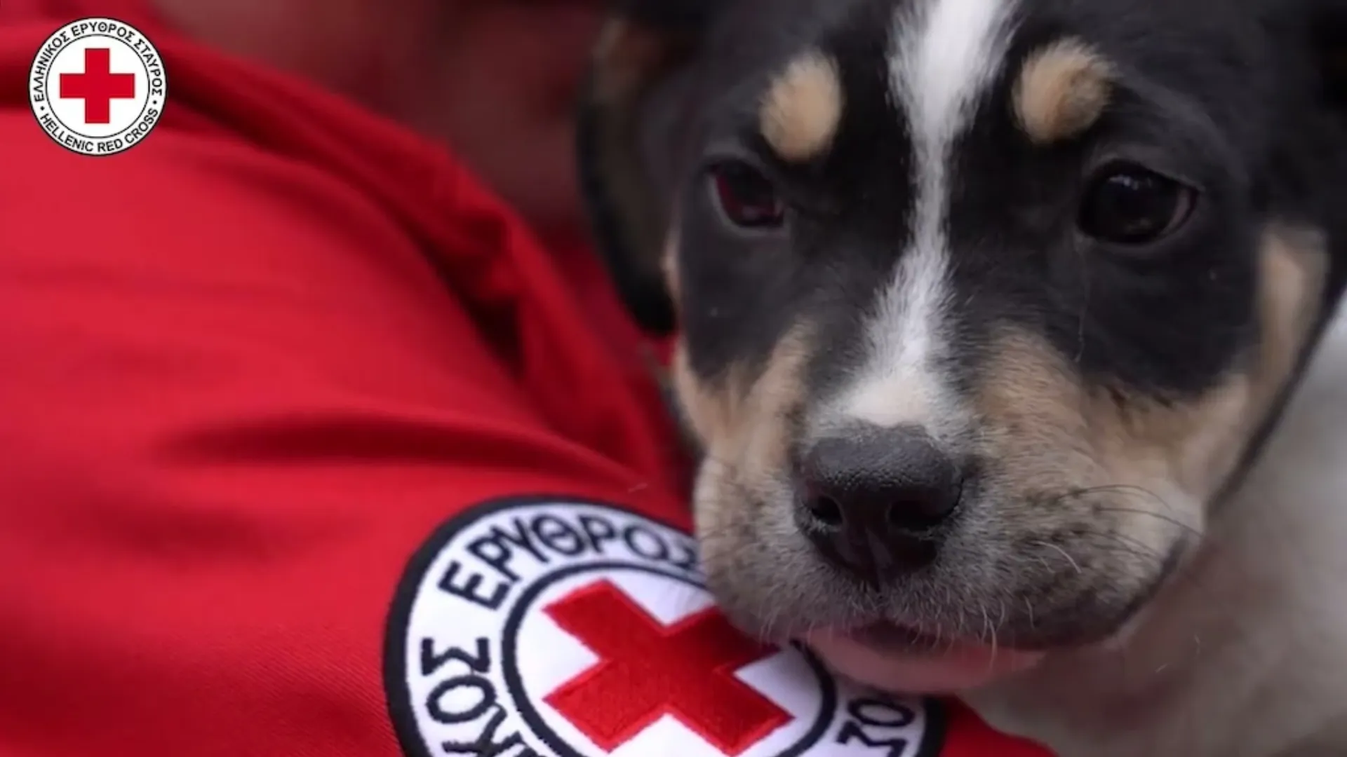 Κοπέλα έσωσε το κατοικίδιό της με “Πρώτες Βοήθειες για σκύλους”
