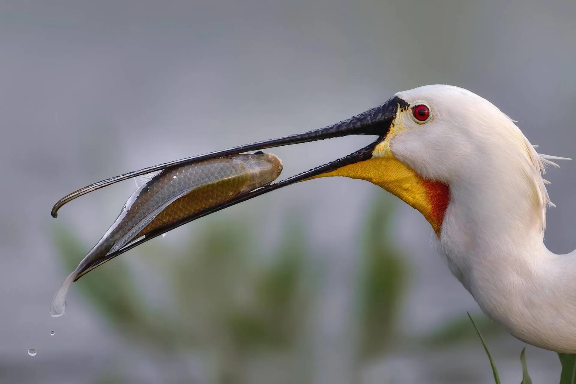 “Συμμαχία για την Άγρια Ζωή”: 11 οργανώσεις, μία ομάδα