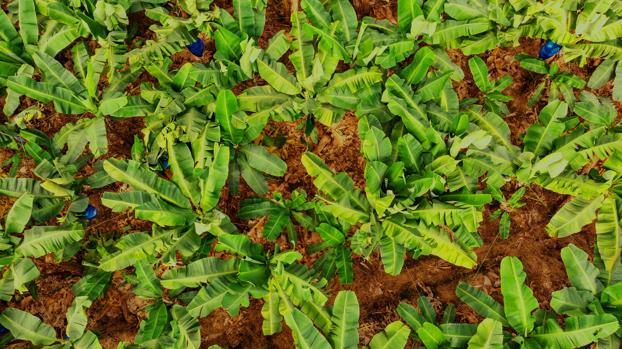 Chiquita: Στην Πρωτοβουλία Βιώσιμης Γεωργίας