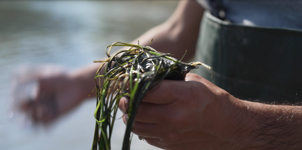 Νέα πρωτοβουλία από την Nestlé Ελλάς και την Εναλεία